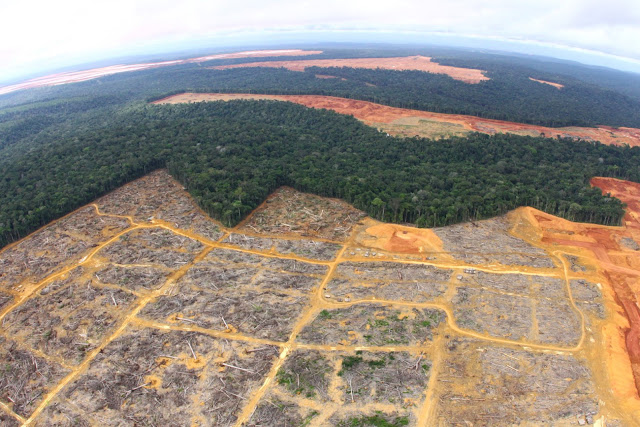 Estudo aponta até 55% menos desmatamento em terras quilombolas