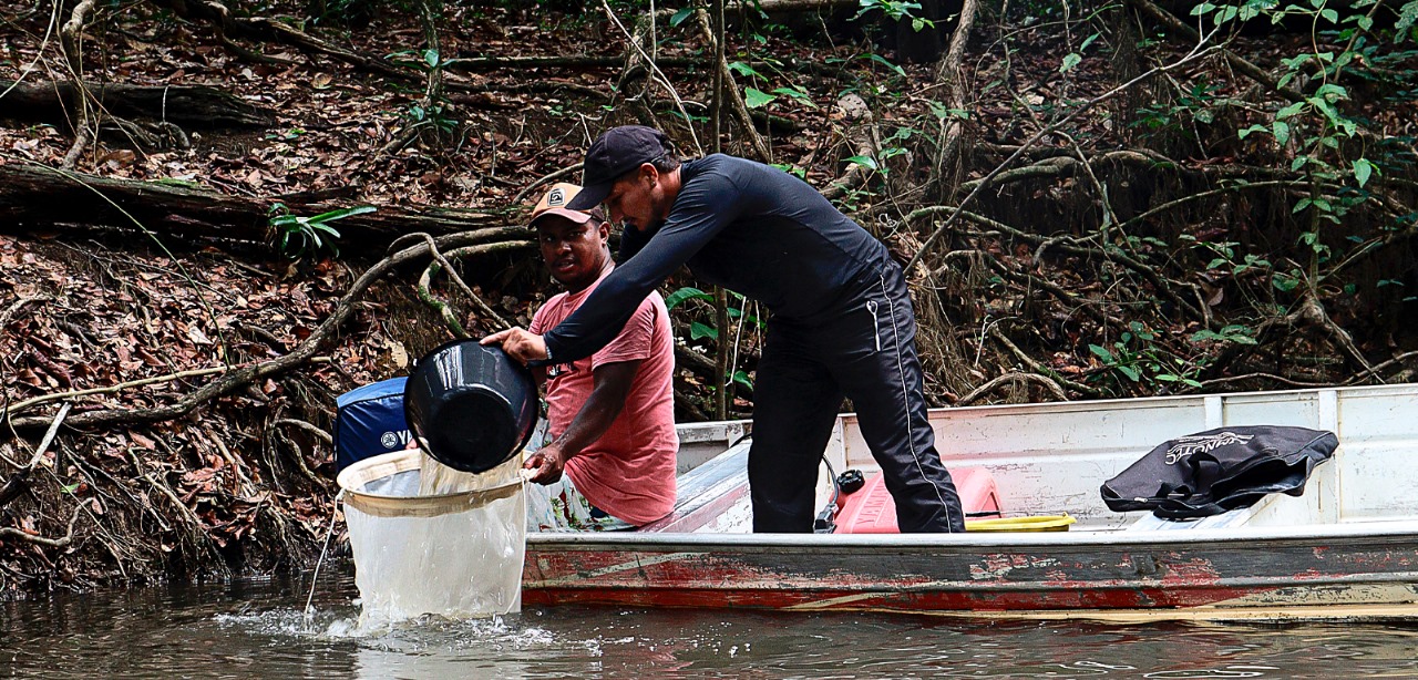 Estudo aponta ligação entre Belo Monte e peixes deformados no Xingu