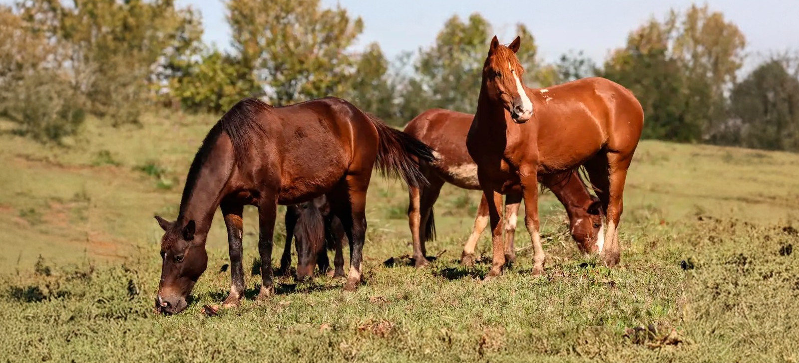 Mais de 240 cavalos morrem após consumo de ração contaminada