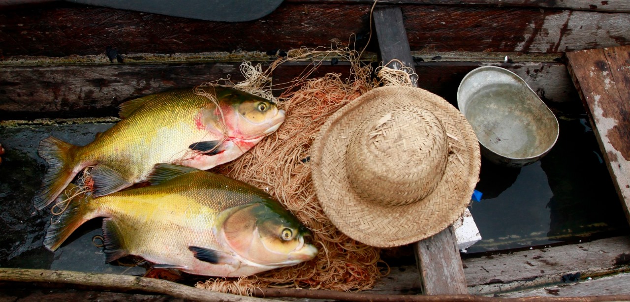 Produtores brasileiros de pescado, laranja e café já sentem impacto da taxação