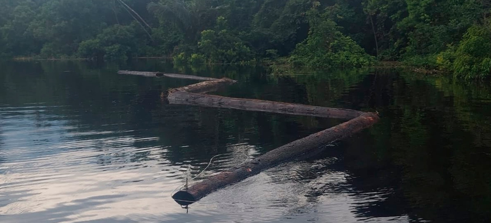 ICMBio apreende toras de madeira em ação contra extração ilegal no Amazonas