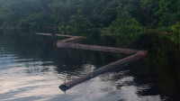 ICMBio apreende toras de madeira em ação contra extração ilegal no Amazonas