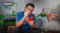 Em palafita sobre igarapé de Manaus, artesão cria aves amazônicas com gesso