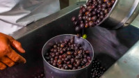 Trump tariff threatens açaí exports from Pará, warns industry