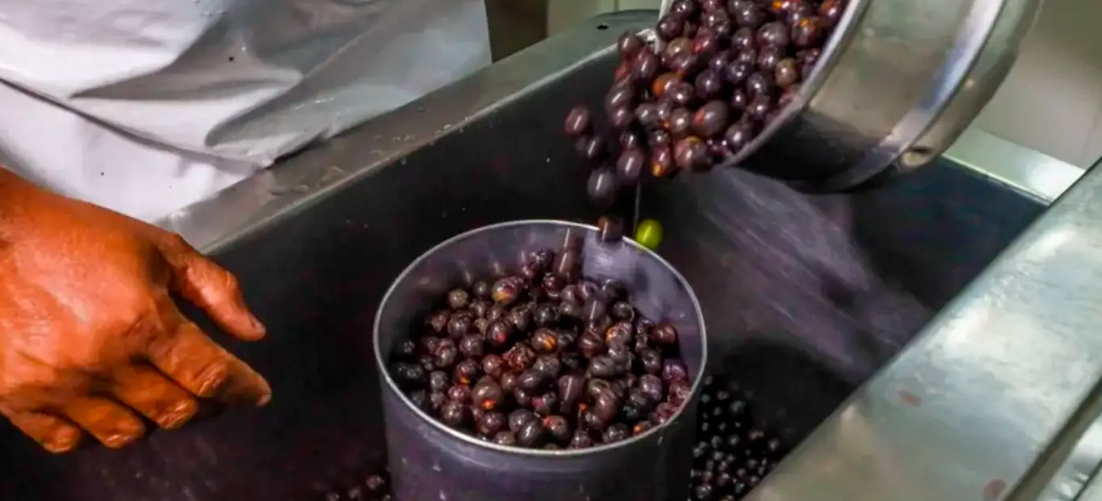 Trump tariff threatens açaí exports from Pará, warns industry