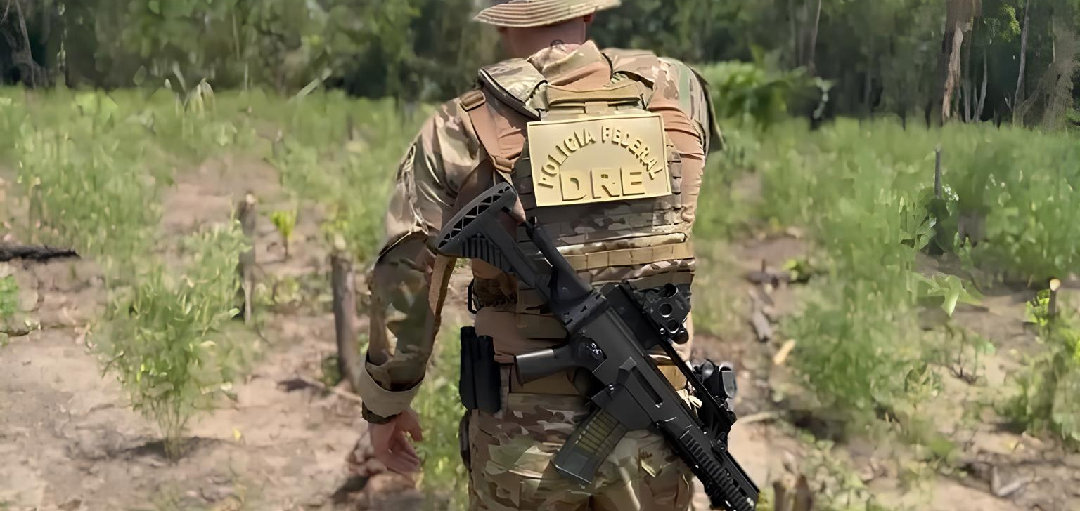 Operação da Polícia Federal no Amazonas destrói oito mil pés de maconha