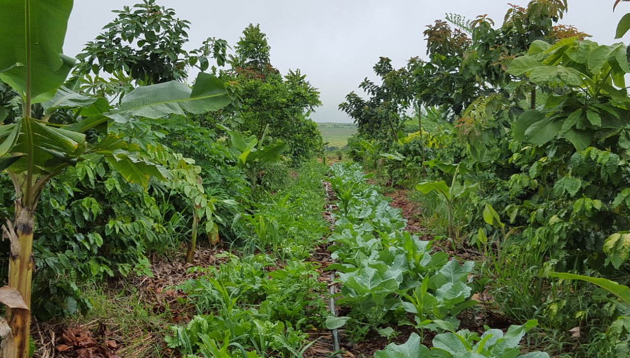 Governo e Petrobras firmam parceria por restauração agroflorestal