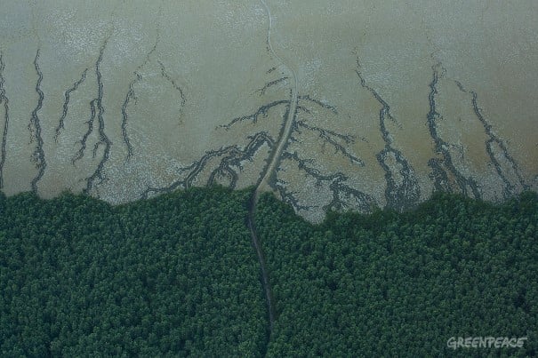 Exploração sem salvaguardas ameaça bioma costeiro, diz ABC