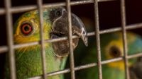 Noventa aves silvestres são resgatadas em feira no Rio de Janeiro