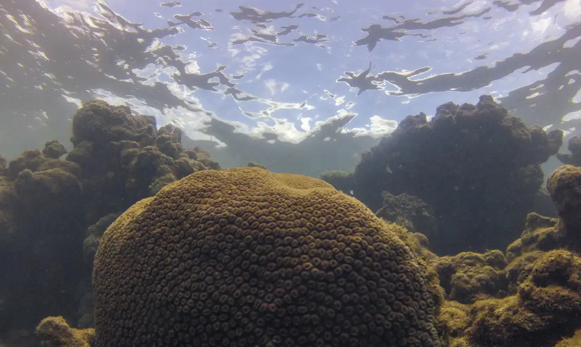 Vida marinha ameaçada por calor, acidez e escassez de nutrientes