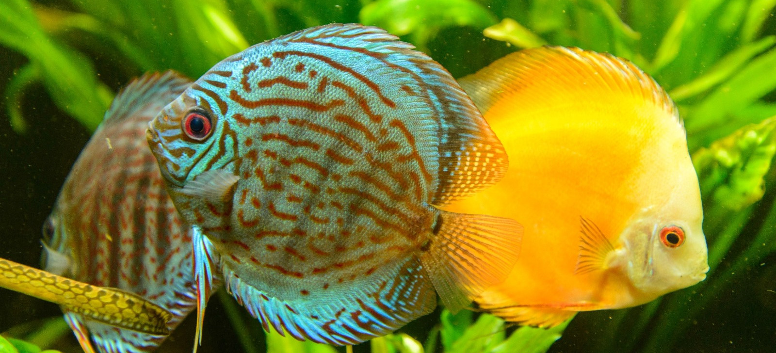 Ipaam alerta sobre regra ambiental para exportação de peixes