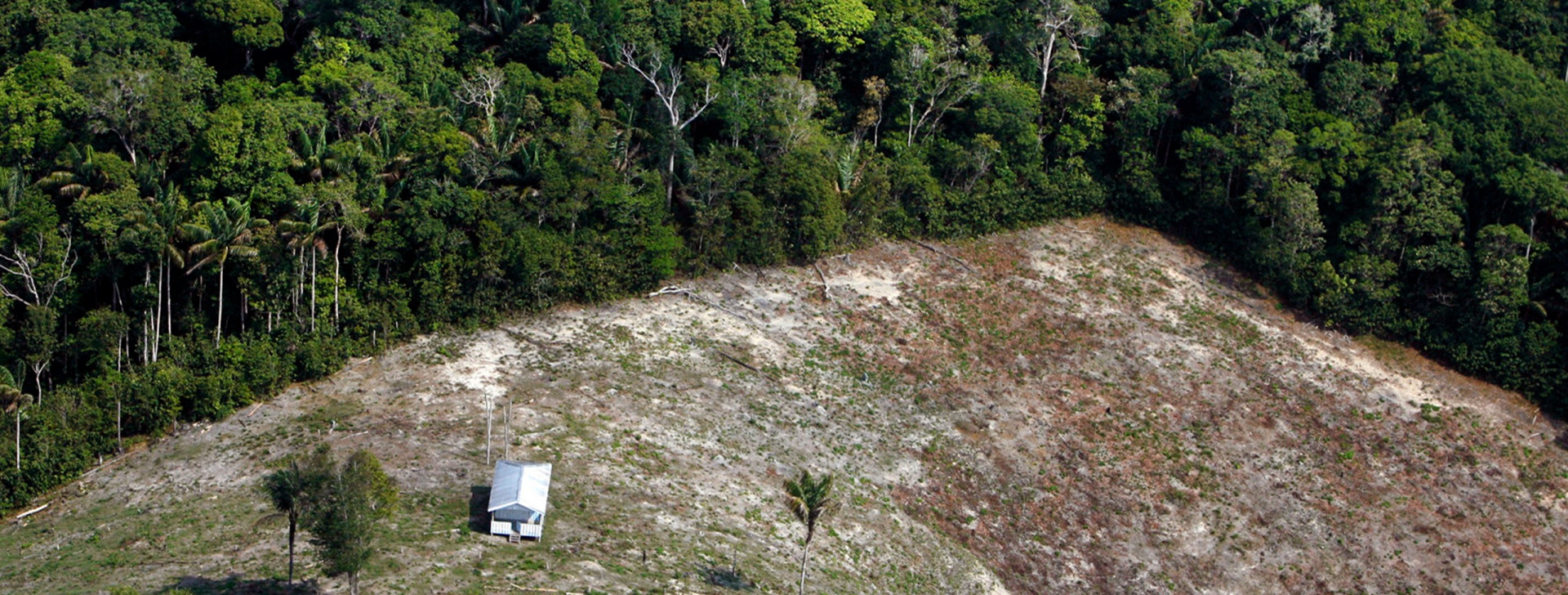 MT, AC e AM lideram alertas de desmatamento na Amazônia em 12 meses