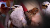 Agentes do Ipaam resgatam gavião-pedrês e filhotes de aracuã no Amazonas