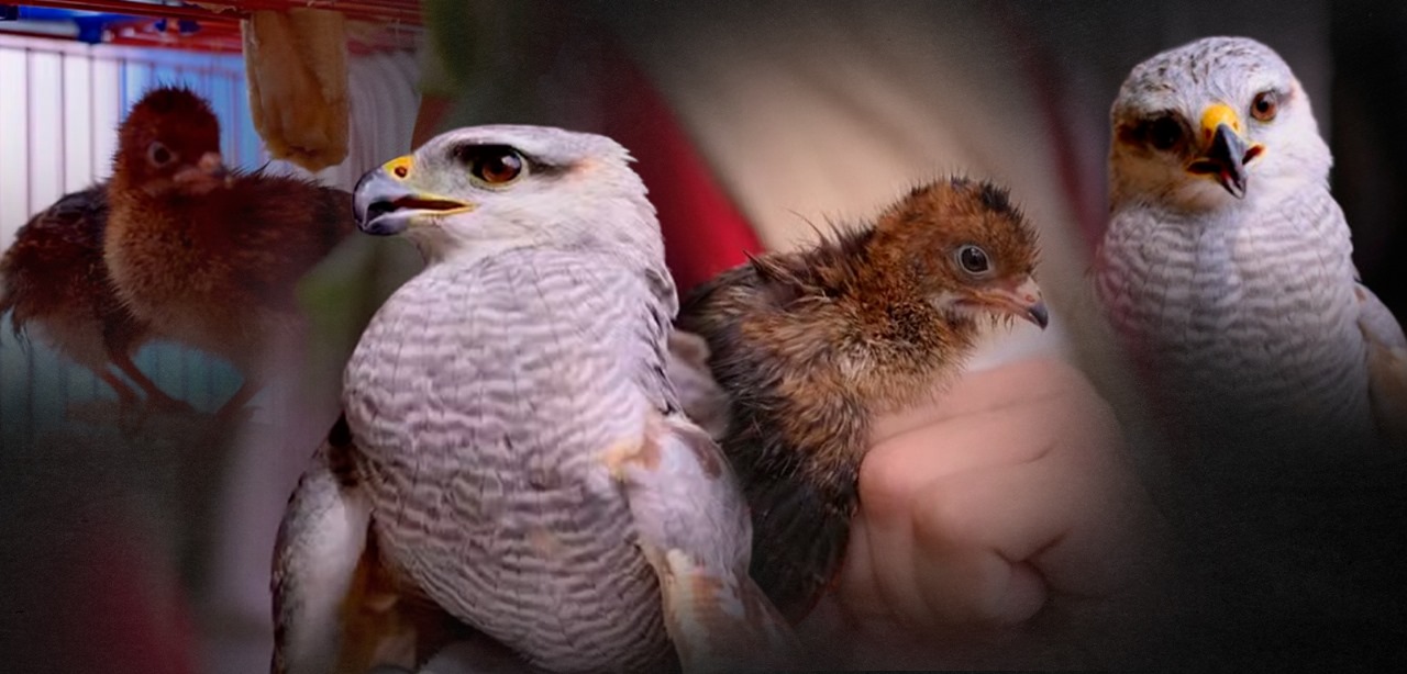 Agentes do Ipaam resgatam gavião-pedrês e filhotes de aracuã no Amazonas