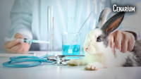 Uso de animais vivos em testes de cosméticos e perfumes é proibido no Brasil