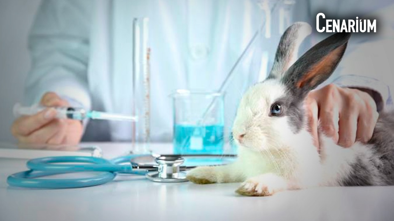 Uso de animais vivos em testes de cosméticos e perfumes é proibido no Brasil