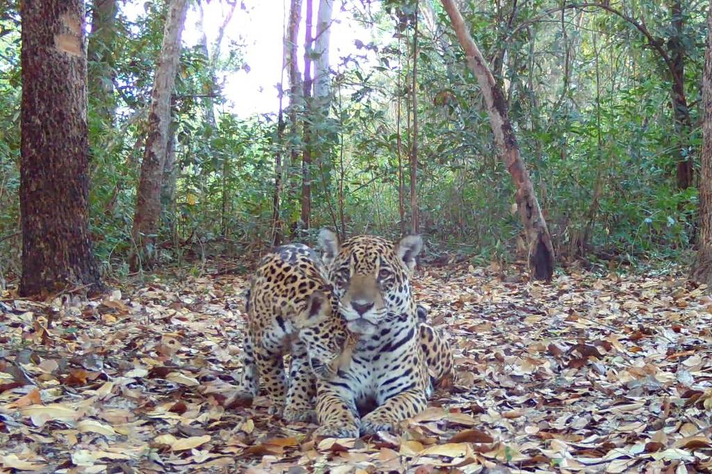 Sesc Pantanal abre votação para nomear onças-pintadas