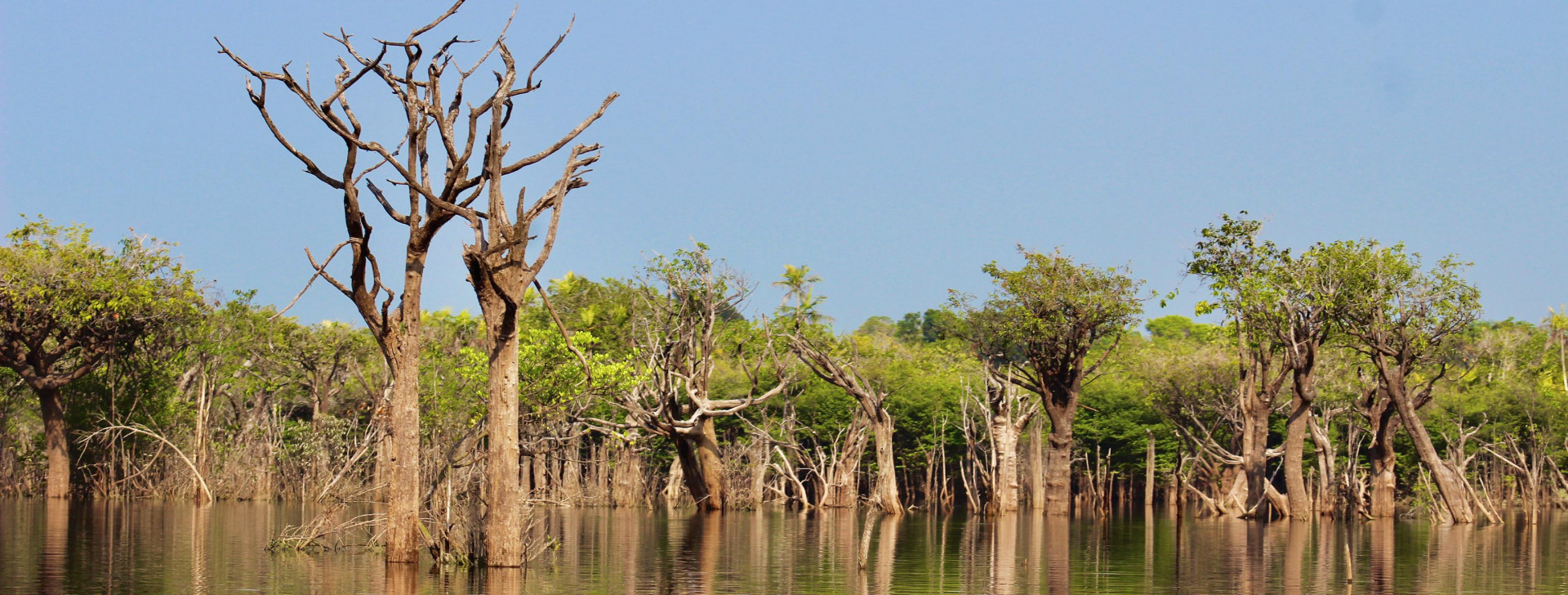 COP30: Entenda como áreas úmidas da Amazônia são vitais ao futuro climático