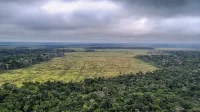 Estudo aponta consequências graves do desmatamento na Amazônia brasileira