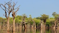 COP30: Amazon wetlands sustain climate balance and global biodiversity