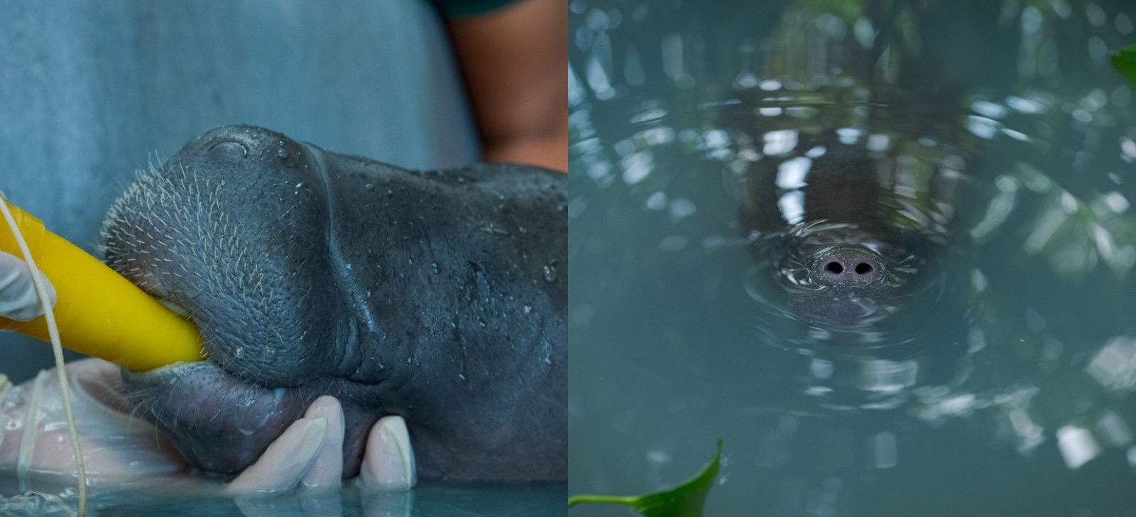 Filhote de peixe-boi é resgatado após suspeita de caça da mãe no Amazonas