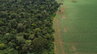 Estados da Amazônia falham em consultar comunidades sobre créditos de carbono