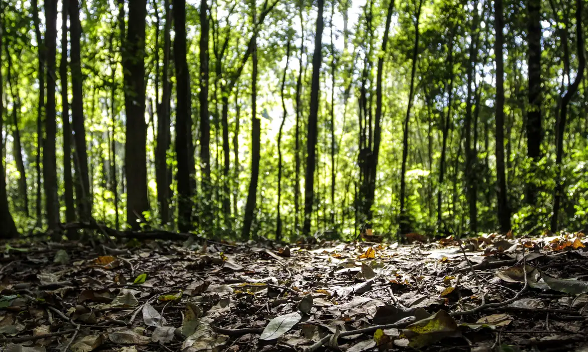 Setor florestal brasileiro movimenta R$ 44,3 bilhões em 2024 após alta de 16,7%