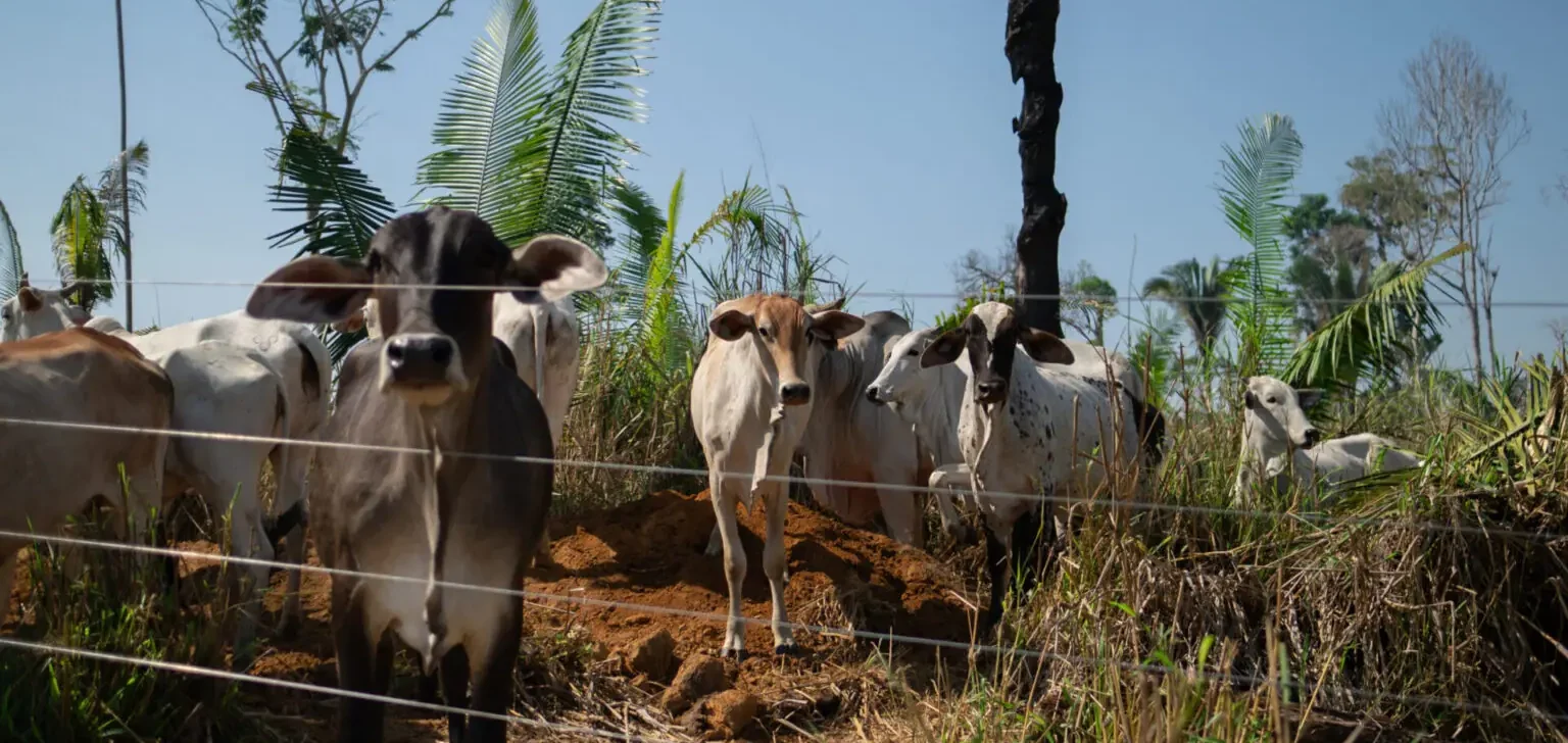 Rondônia é campeão em transformar florestas em pasto, mostra MapBiomas