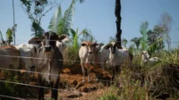 Rondônia é campeão em transformar florestas em pasto, mostra MapBiomas