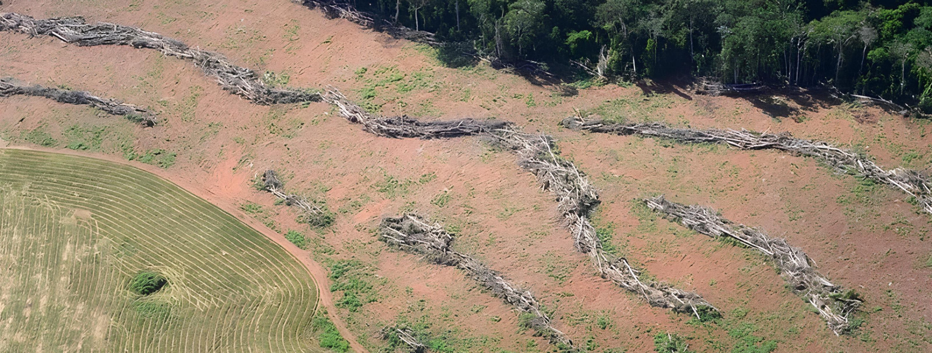 Pará reduz desmatamento, mas ainda tem maior área devastada da Amazônia, diz Ipam
