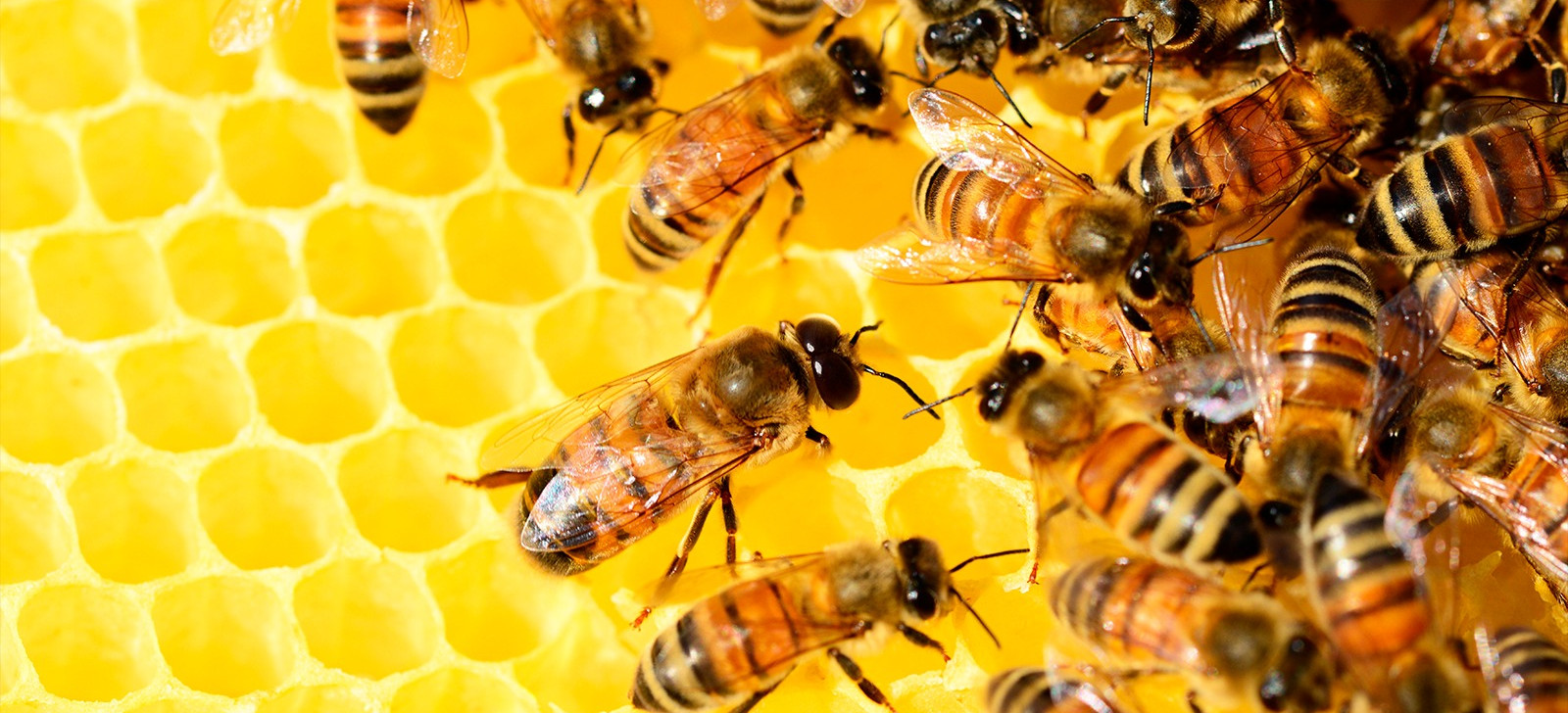 Contato com agrotóxicos em flores está provocando desaparecimento de abelhas