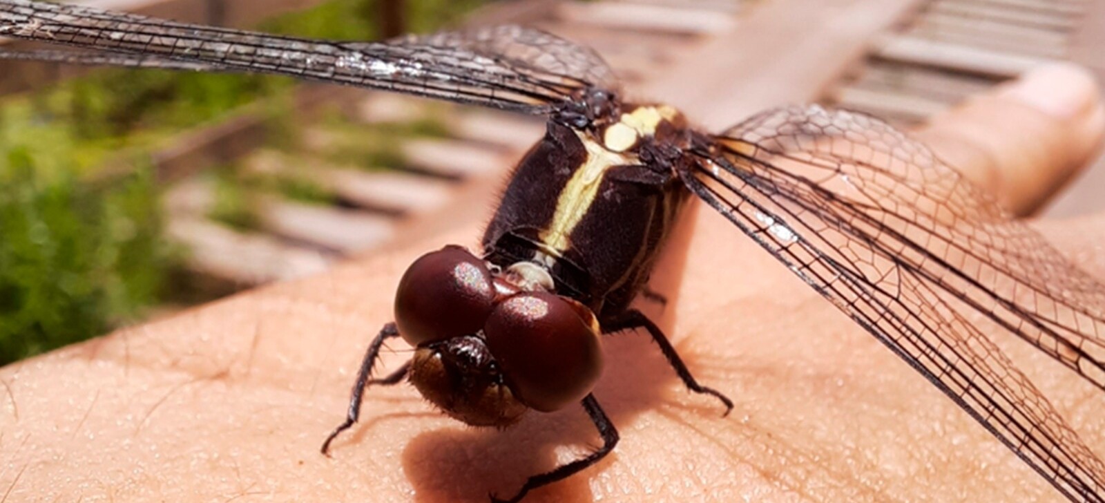 Cientistas lançam guia inédito para padronizar estudos de insetos bioindicadores na Amazônia