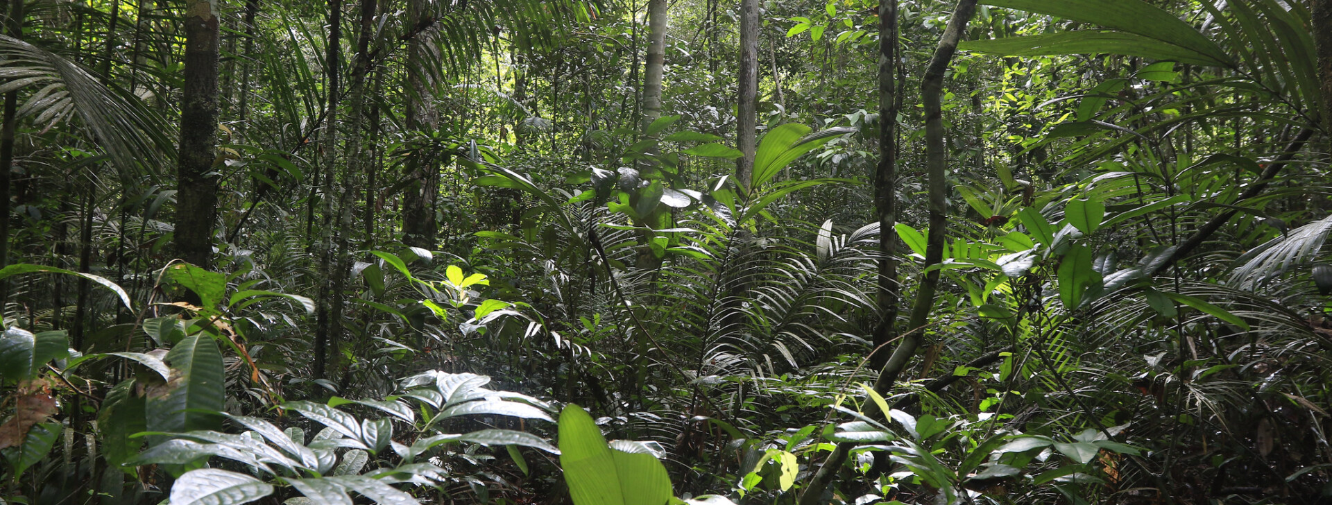 COP30: relatório calcula ganhos bilionários ao Brasil com recuperação da Amazônia