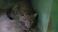 Onça-pintada resgatada em rio no AM se recupera em zoológico particular