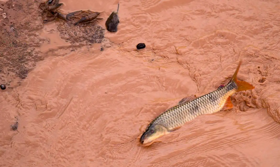 Samarco e Vale são multadas em R$ 1,8 bilhão por deduções ligadas a desastre ambiental