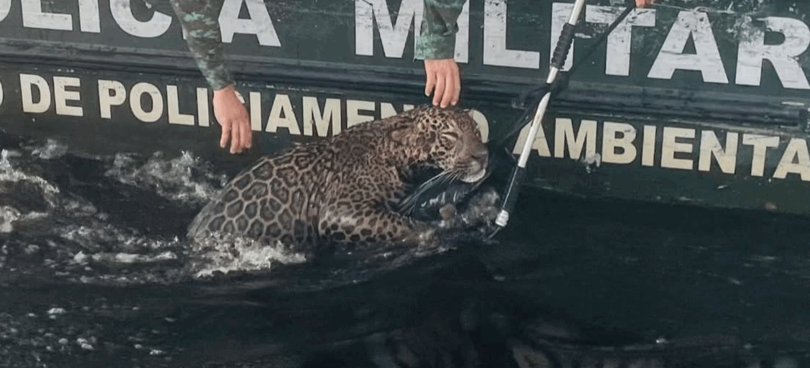 Veja momento do resgate de onça-pintada que nadava no meio do rio em Manaus