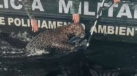 Veja momento do resgate de onça-pintada que nadava no meio do rio em Manaus