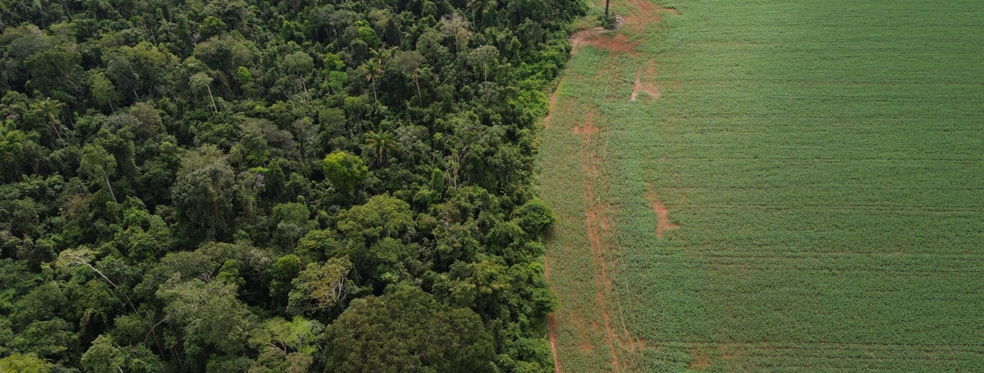 Amazon states fail to listen to communities about carbon credits