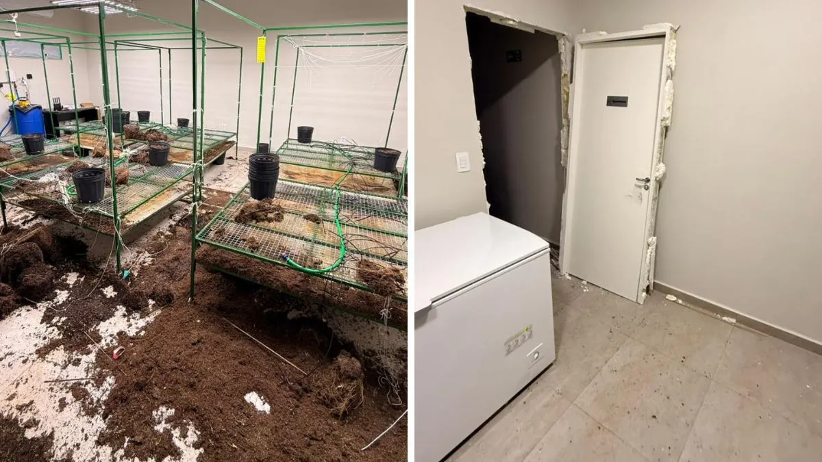 Operação da Polícia de SP em associação de cannabis medicinal afeta nove mil pacientes