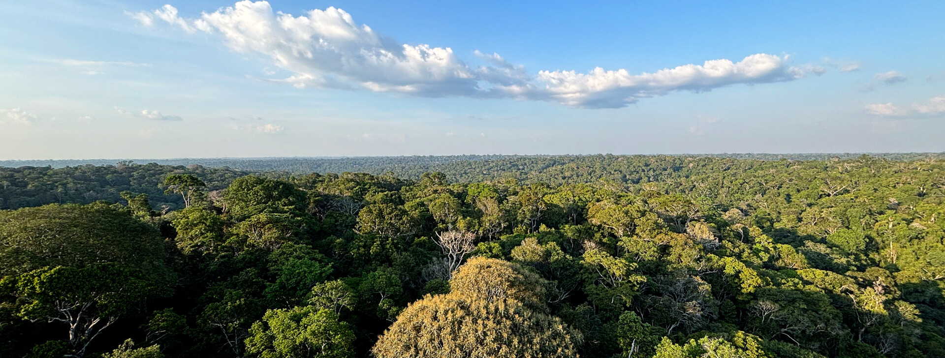Amazônia registra menor desmatamento em agosto desde 2017