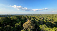 Amazônia registra menor desmatamento em agosto desde 2017