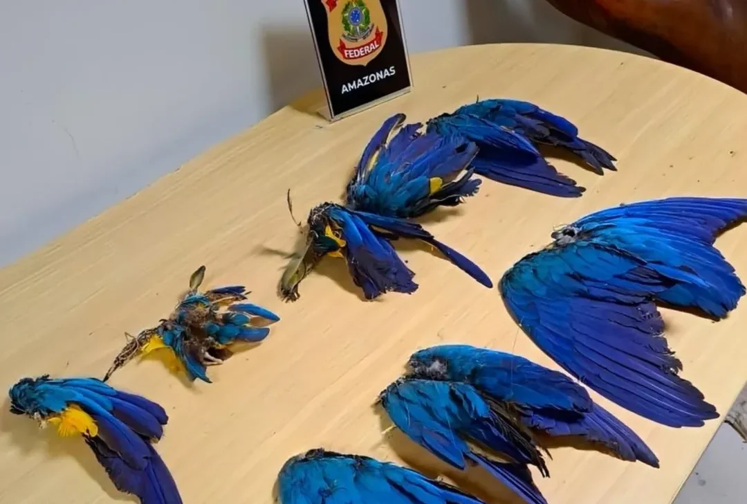 Homem é preso com 13 carcaças de araras em fiscalização na BR-174, no Amazonas