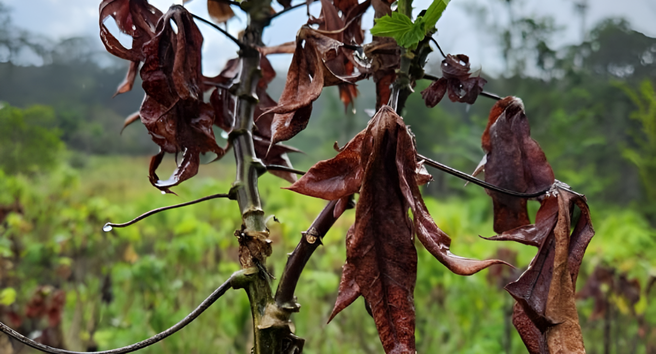 Governo destina R$ 2,5 milhões para conter praga da mandioca no Amapá que já ameaça o Pará