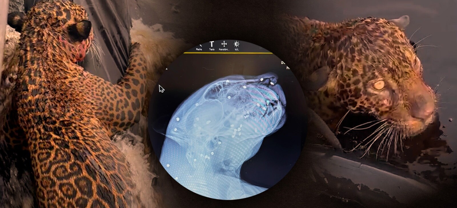 Onça-pintada resgatada em Manaus foi alvejada com um tiro; veja raio-X