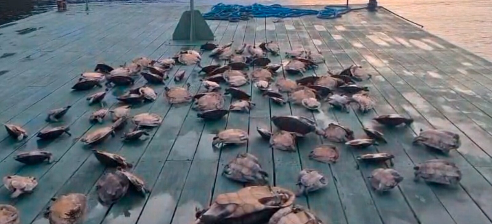 Ibama apreende 117 quelônios no Parque Nacional do Jaú, no AM