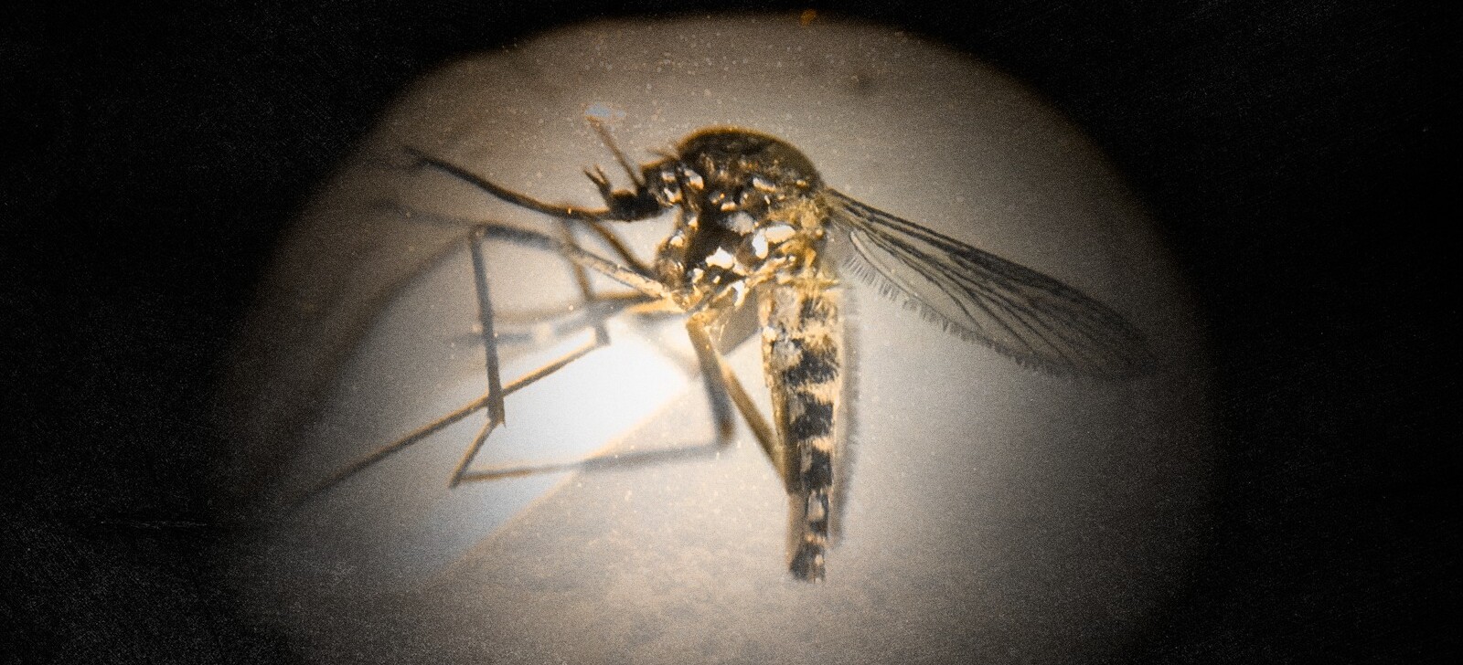 Amazônia registra pela 1ª vez variante pálida do mosquito da dengue