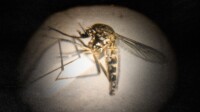 Amazônia registra pela 1ª vez variante pálida do mosquito da dengue