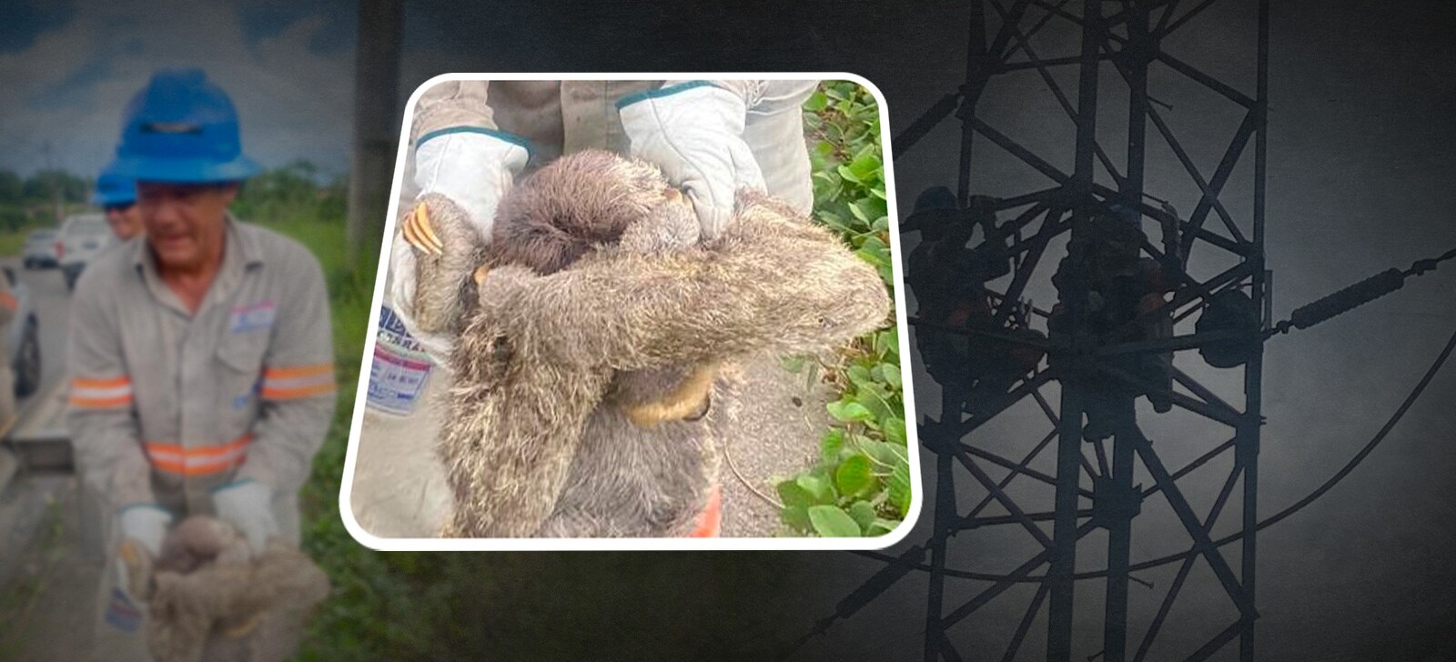 Bicho-preguiça provoca desligamento de energia em bairros de Manaus