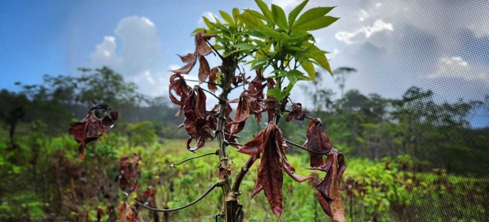 Governo federal articula ações para conter crise agrícola no Amapá