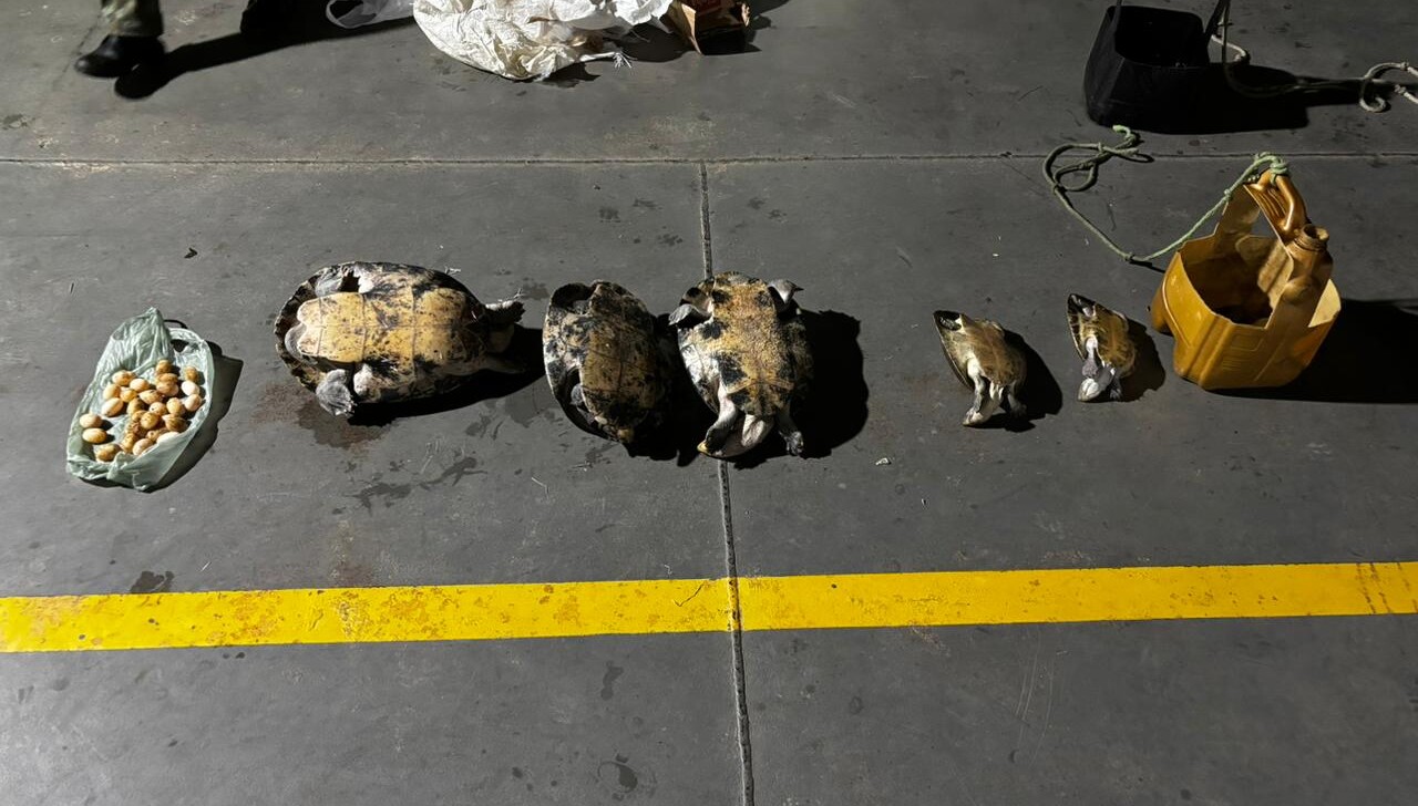 PM-AM apreende 30 quelônios e 26 ovos de tracajá em embarcação no interior do AM